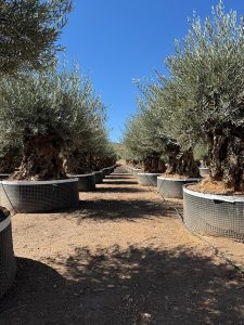 Olivenbaum Olea Europaea Bonsai winterhart - 250 cm - Olivenbaum von 275 Jahren - tragend