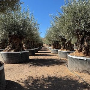 Olivenbaum Olea Europaea Bonsai winterhart - 250 cm - Olivenbaum von 275 Jahren - tragend