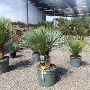 Yucca Rostrata - Palmbäumchen - Stammhöhe 30/40 cm - 140 cm - Winterharte Palmlilie