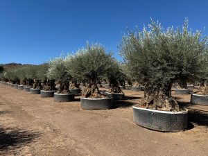 Olivenbaum Olea Europaea Bonsai winterhart - 250 cm - Olivenbaum von 275 Jahren - tragend