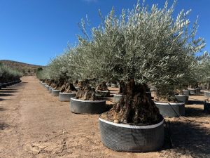 Olivenbaum Olea Europaea Bonsai winterhart - 250 cm - Olivenbaum von 275 Jahren - tragend