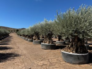 Olivenbaum Olea Europaea Bonsai winterhart - 250 cm - Olivenbaum von 275 Jahren - tragend