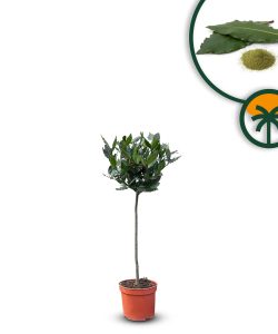 Lorbeerbaum – Laurus Nobilis – Höhe 60 cm