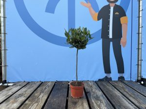 Lorbeerbaum – Laurus Nobilis – Höhe 60 cm