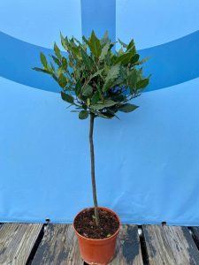 Lorbeerbaum – Laurus Nobilis – Höhe 60 cm