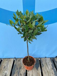 Lorbeerbaum – Laurus Nobilis – Höhe 60 cm