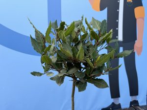 Lorbeerbaum – Laurus Nobilis – Höhe 60 cm