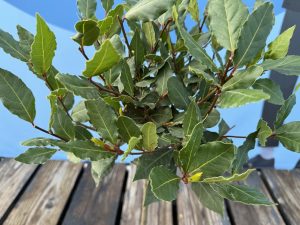 Lorbeerbaum – Laurus Nobilis – Höhe 60 cm