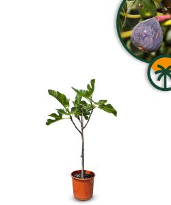 Feigenbaum - Ficus Carica