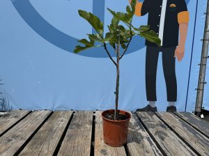 Feigenbaum - Ficus Carica
