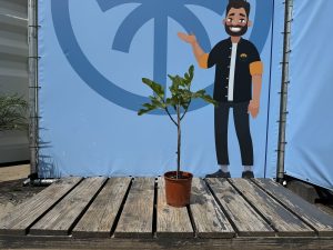 Feigenbaum - Ficus Carica