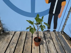 Feigenbaum - Ficus Carica