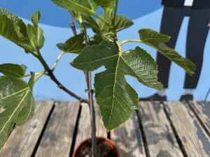 Feigenbaum - Ficus Carica