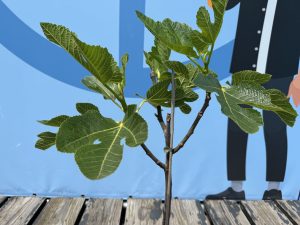 Feigenbaum - Ficus Carica