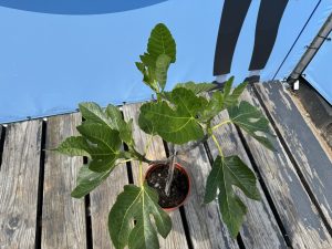 Feigenbaum - Ficus Carica