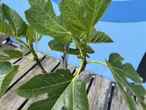 Feigenbaum - Ficus Carica