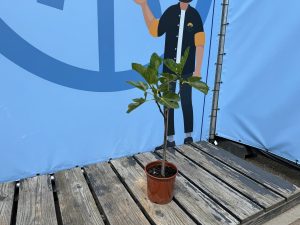 Feigenbaum - Ficus Carica