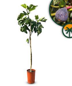 Feigenbaum - Ficus Carica - 160 cm