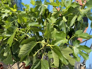 Feigenbaum - Ficus Carica - 160 cm