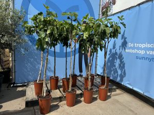 Feigenbaum - Ficus Carica - 160 cm