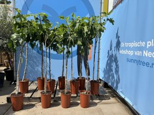 Feigenbaum - Ficus Carica - 160 cm
