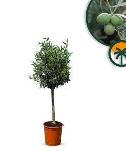 Olivenbaum - Olea Europaea - 100 cm