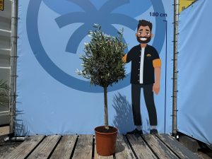 Olivenbaum - Olea Europaea - 100 cm