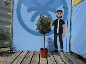 Olivenbaum - Olea Europaea - 100 cm
