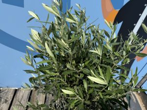Olivenbaum - Olea Europaea - 100 cm