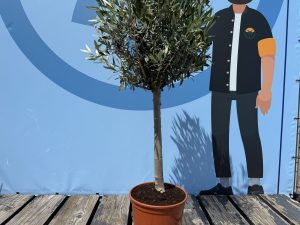 Olivenbaum - Olea Europaea - 100 cm