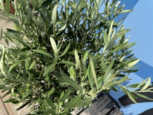 Olivenbaum - Olea Europaea - 100 cm