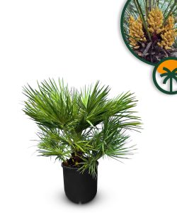 Palme – Chamaerops humilis 80–100 cm