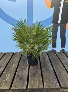 Palme – Chamaerops humilis 80–100 cm