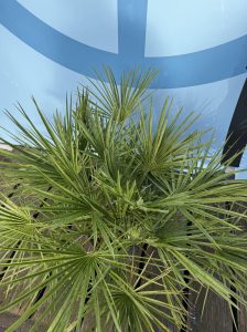 Palme – Chamaerops humilis 80–100 cm