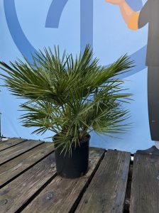 Palme – Chamaerops humilis 80–100 cm