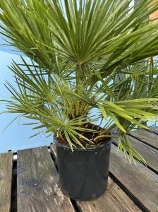 Palme – Chamaerops humilis 80–100 cm