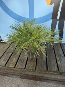 Palme – Chamaerops humilis 80–100 cm