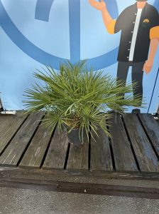 Palme – Chamaerops humilis 80–100 cm