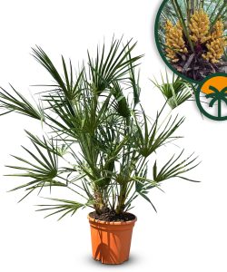 Palme – Chamaerops humilis