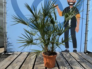Palme – Chamaerops humilis