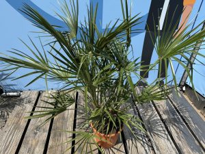 Palme – Chamaerops humilis