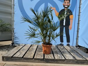 Palme – Chamaerops humilis