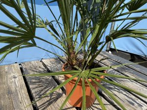 Palme – Chamaerops humilis