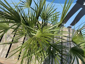 Palme – Chamaerops humilis