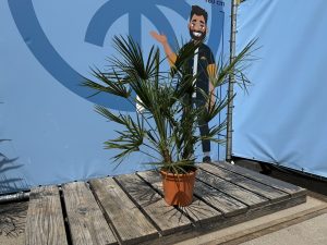 Palme – Chamaerops humilis