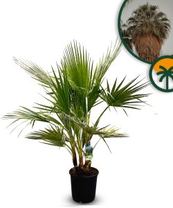 Palme - Washingtonia Robusta mehrstämmig