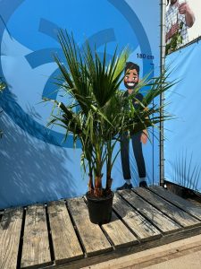 Palme - Washingtonia Robusta mehrstämmig