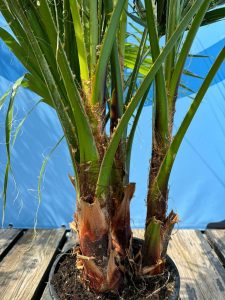 Palme - Washingtonia Robusta mehrstämmig