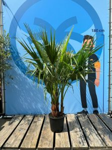 Palme - Washingtonia Robusta mehrstämmig