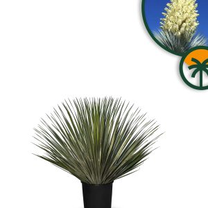 Palme - Yucca Rostrata